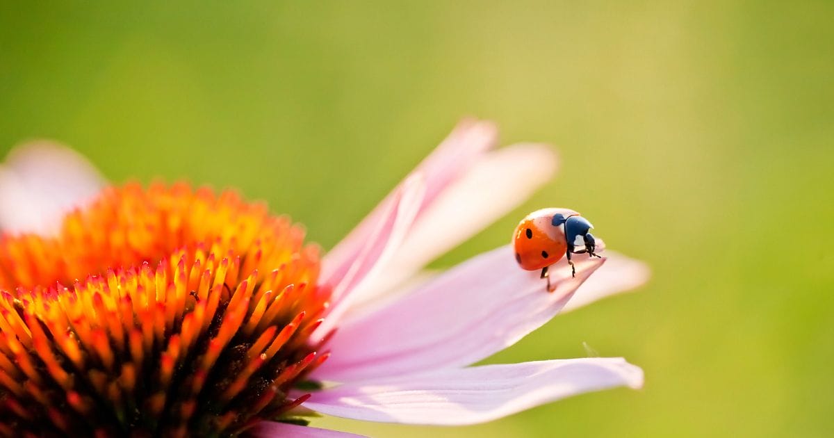 integratori di echinacea