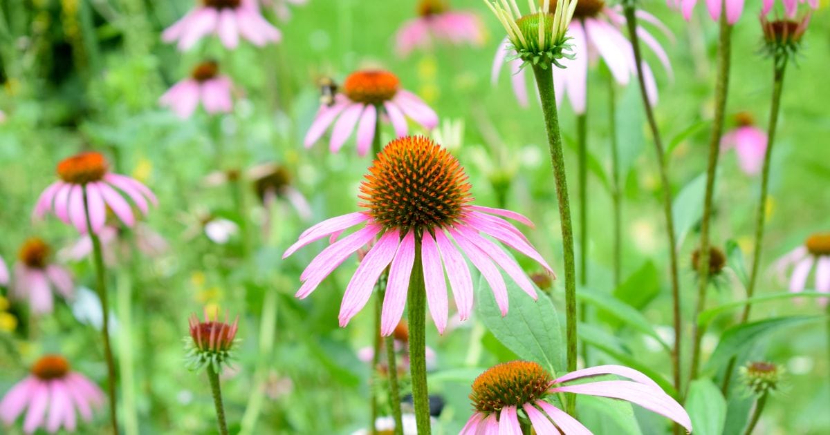 foglie di echinacea