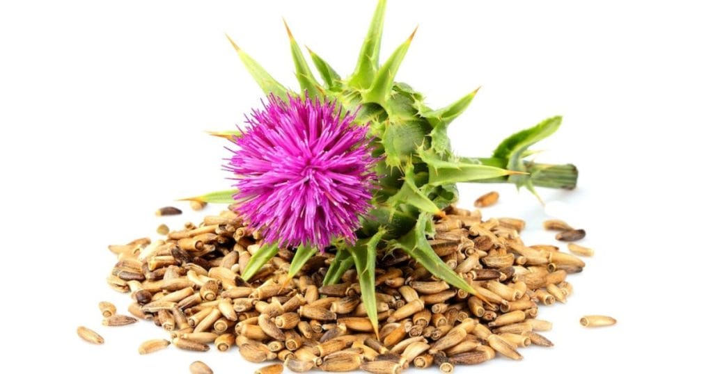 pianta e semi di cardo mariano